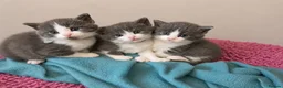 Mixed Breed cats for sale: 8 weeks old mixed breed grey & white fluffy kitten - Advert 5