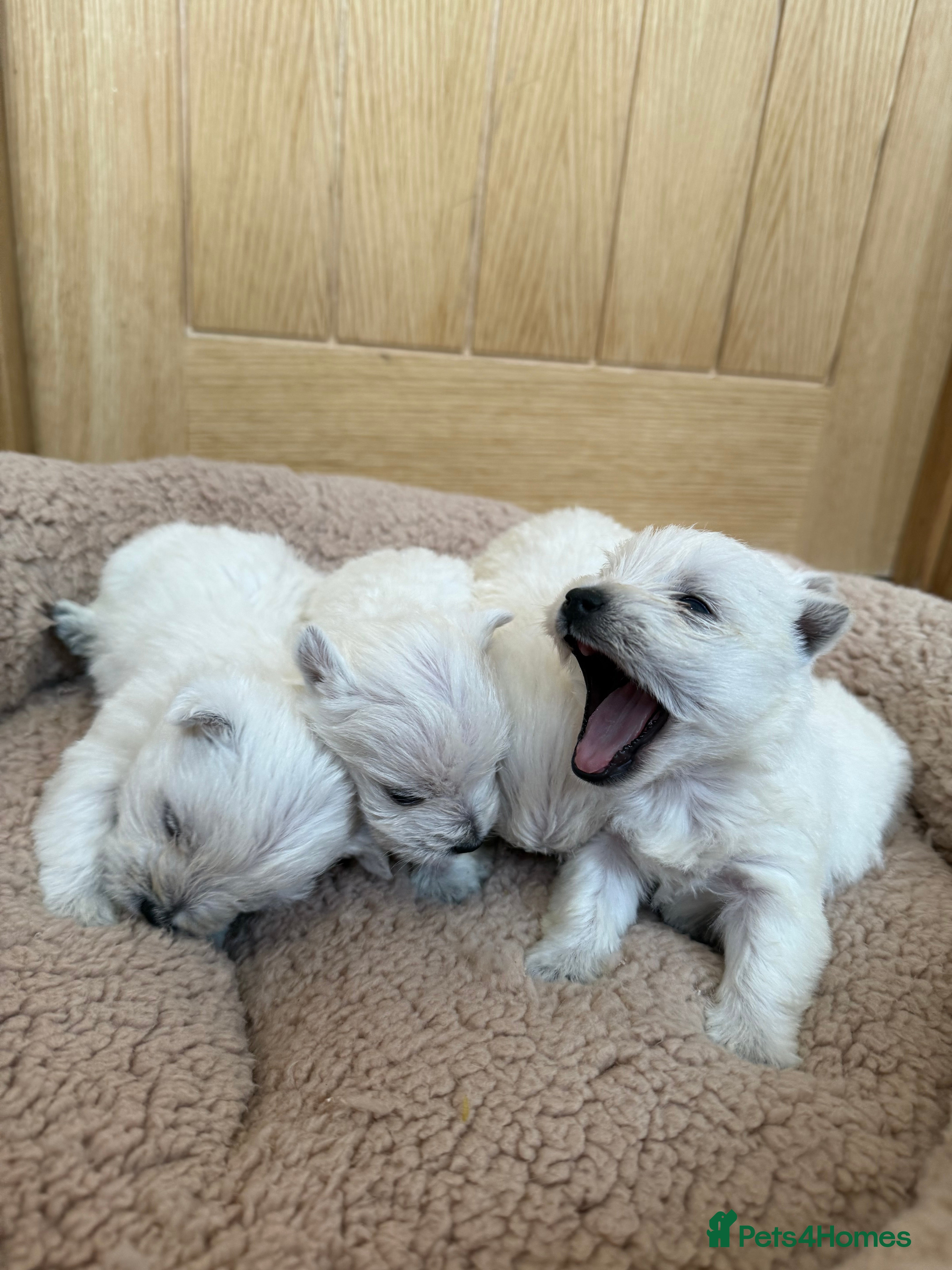 West Highland Terrier dogs Polish Bloodlines KC Westies.  - Advert 2