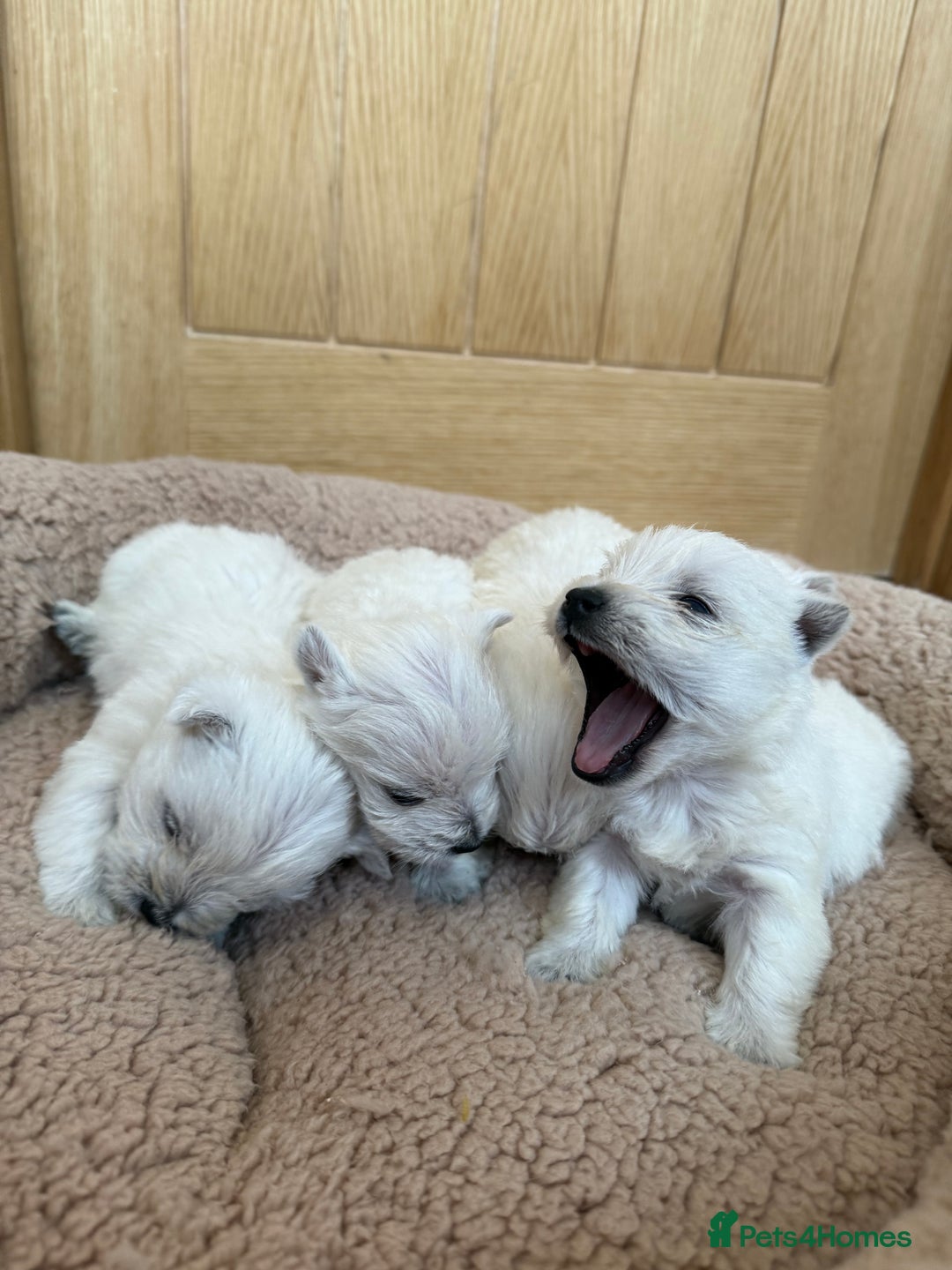 West Highland Terrier dogs for sale: Polish Bloodlines KC Westies.  - Advert 1