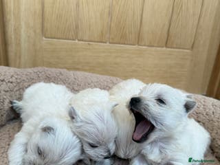 West Highland Terrier dogs Polish Bloodlines KC Westies. - Advert 9