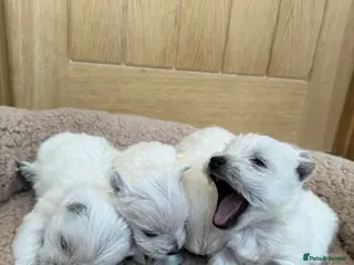 West Highland Terrier dogs Polish Bloodlines KC Westies. - Advert 1
