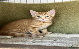 Mixed Breed cats for sale: Farm Reared Kittens x 4 - Image 5
