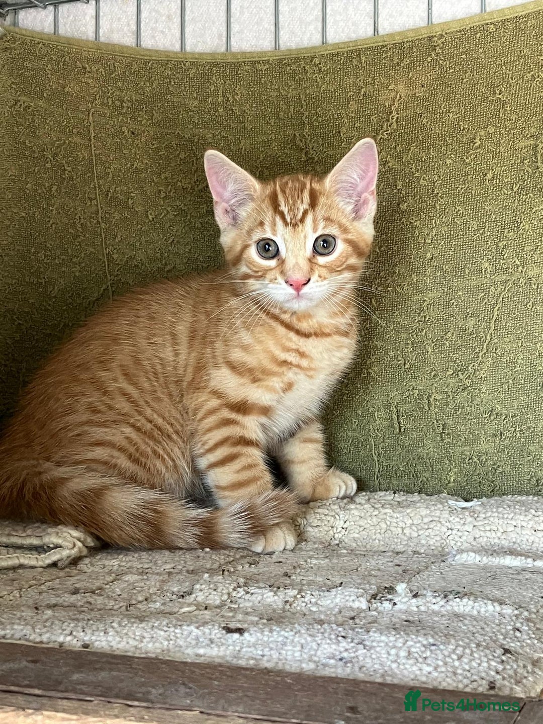 Mixed Breed cats for sale: Farm Reared Kittens x 4 - Image 5