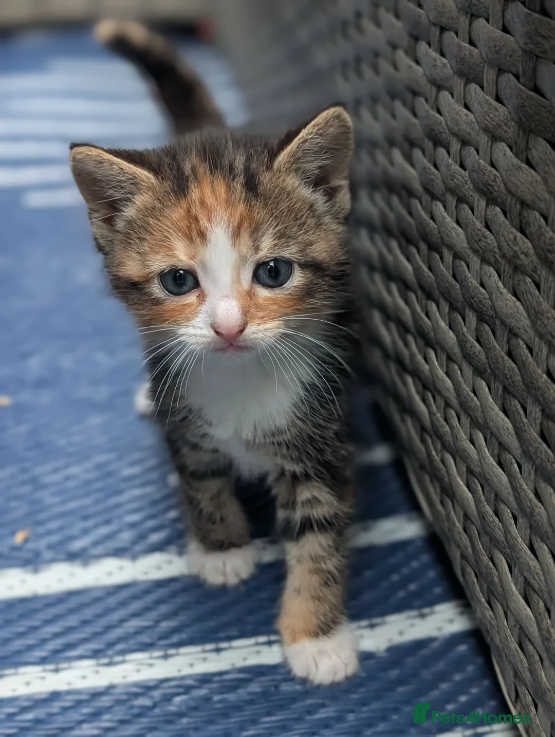 British Shorthair cats for sale: 4 kittens, 3 girls 1 boy - Advert 2