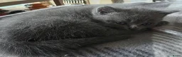 British Shorthair cats for sale: Beautiful Confident and Loving Kittens. - Advert 15