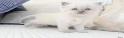 Ragdoll cats for sale: 3 Blue Point Kittens for sale - All Boys!! - Advert 4