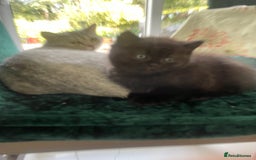 British Shorthair cats for sale: Exceptional BSH kitten, chocolate brown  - Image 15