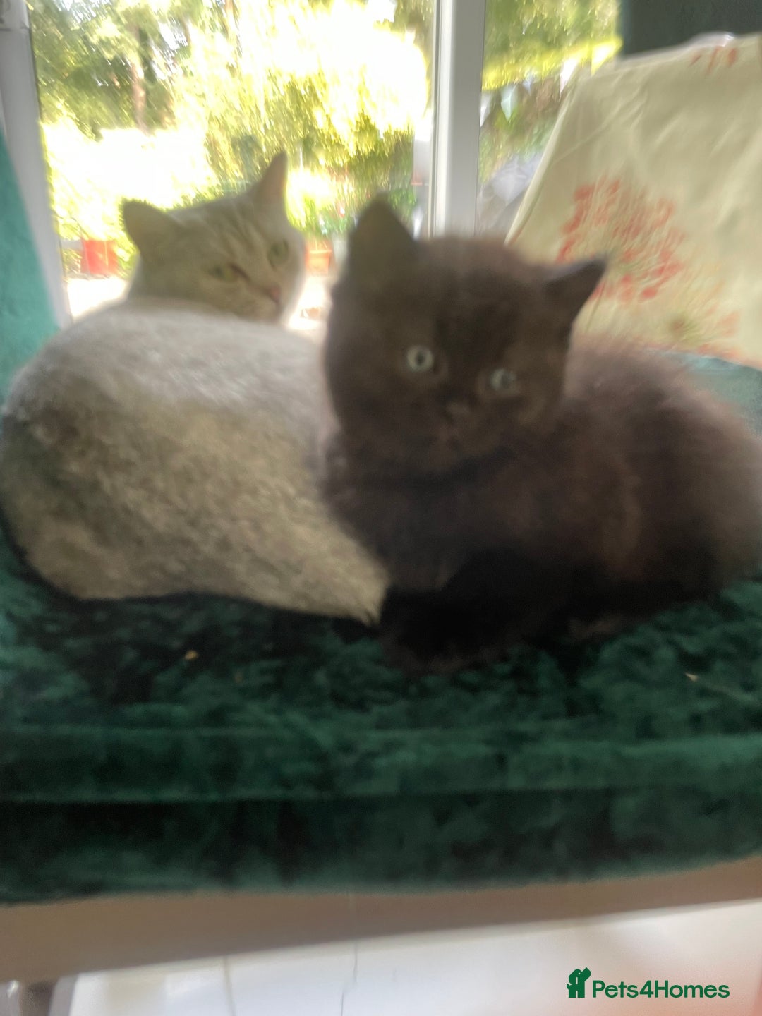 British Shorthair cats for sale: Exceptional BSH kitten, chocolate brown  - Image 15