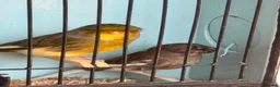 Canaries birds for sale: Gloster Canaries - Advert 1