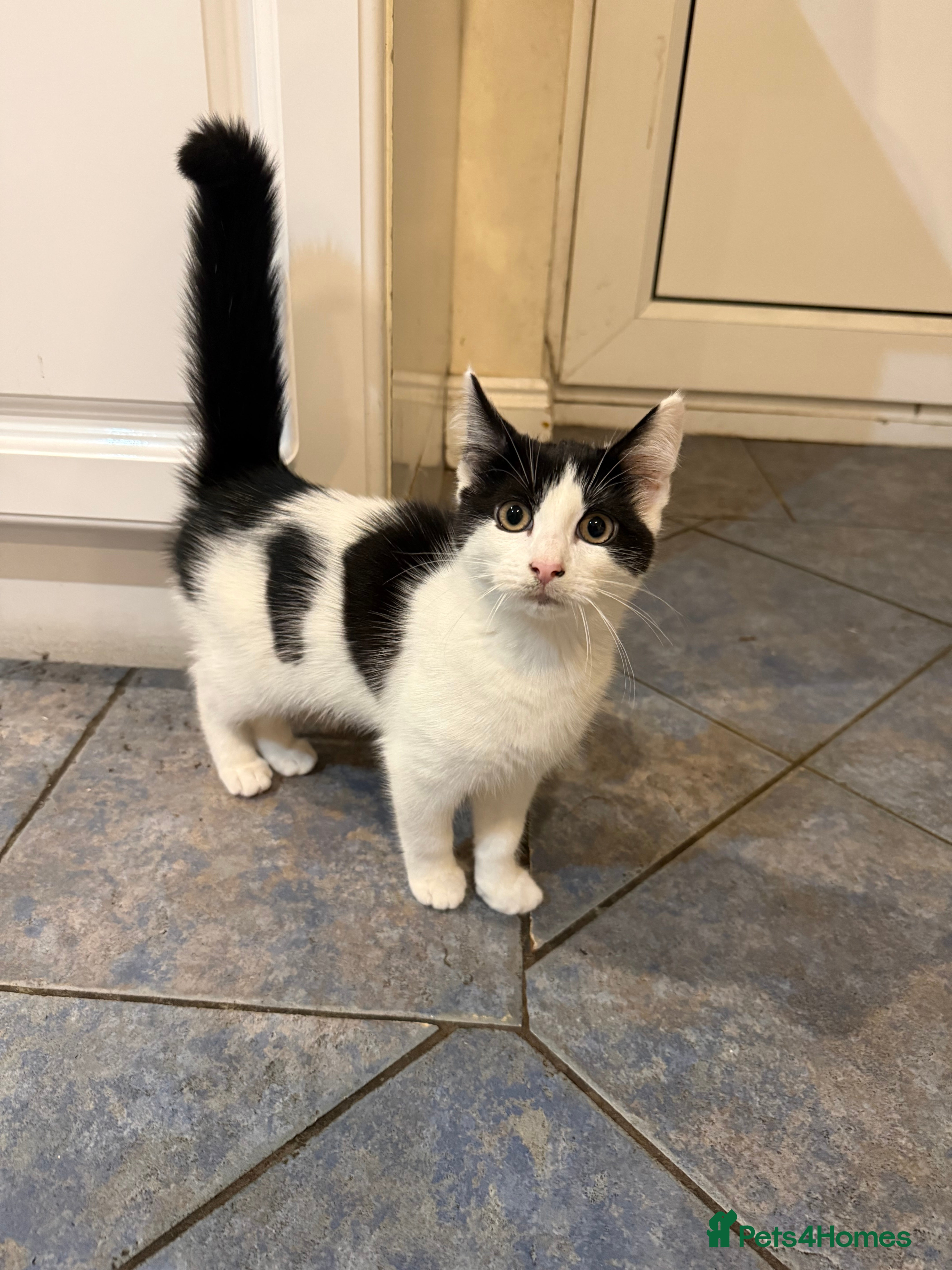 Mixed Breed cats 16wk old kitten  - Advert 1