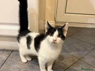 Mixed Breed cats 16wk old kitten - Advert 1