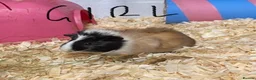Guinea Pig rodents for sale: Guinea pigs  - Advert 3