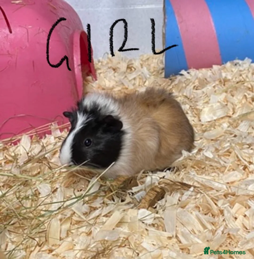 Guinea Pig rodents for sale: Guinea pigs  - Advert 3