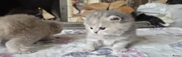British Shorthair cats for sale: six beautiful British Shorthair  in Halifax - Advert 11