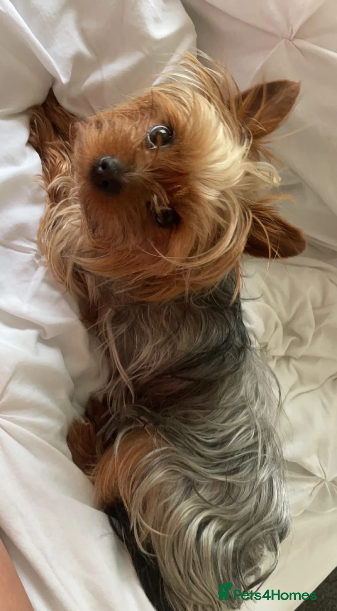 Yorkshire Terrier dogs for stud: Miniature Yorkshire terrier for stud in Bradford - Advert 7