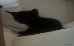 European cats for sale: Kittens for sale  - Image 17