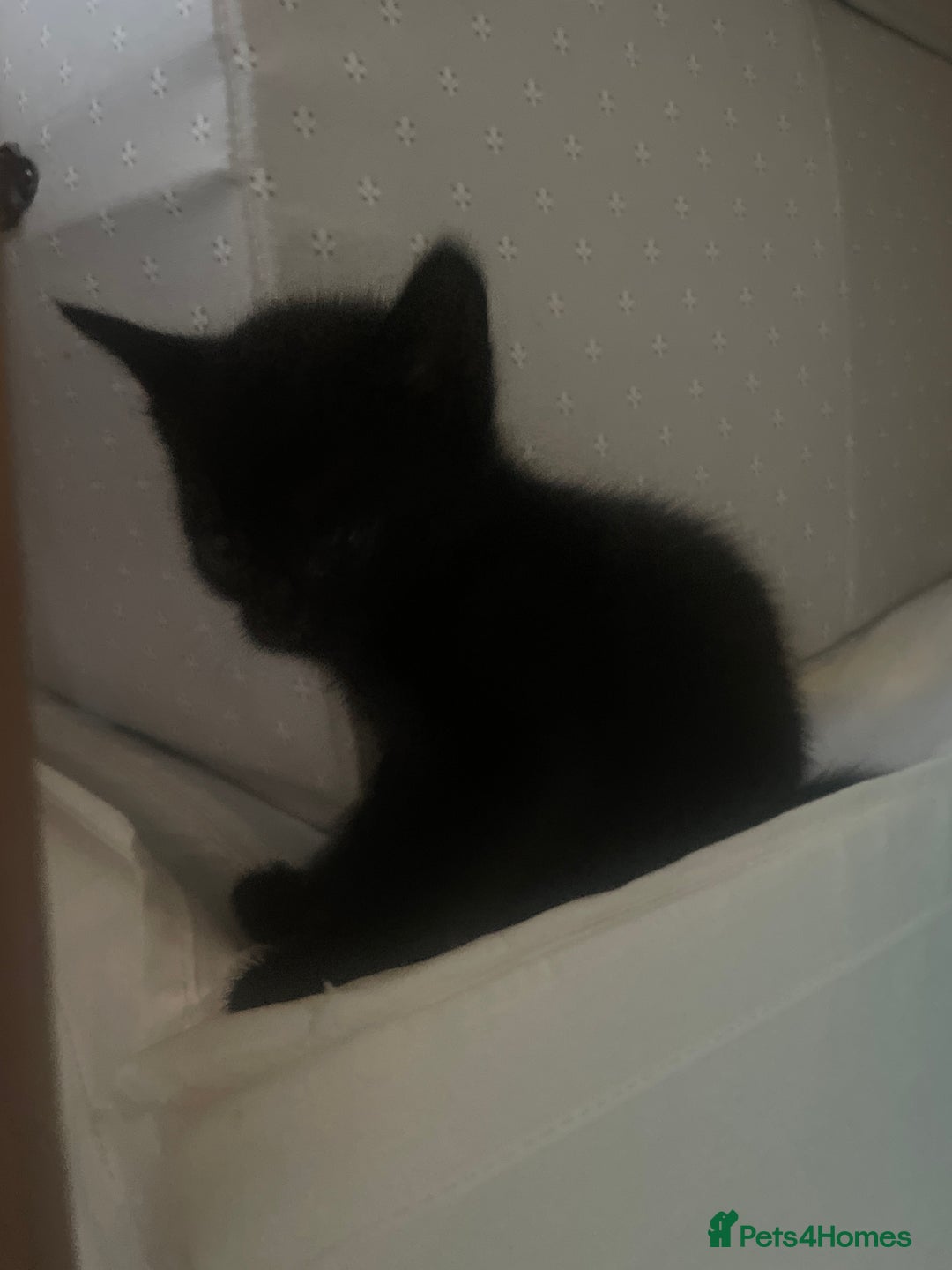 European cats for sale: Kittens for sale  - Image 17