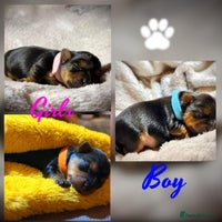 Yorkshire Terrier dogs - Advert 5