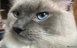 Ragdoll cats for stud: GCCF & TICA registered stud, champion bloodline    in London - Image 12