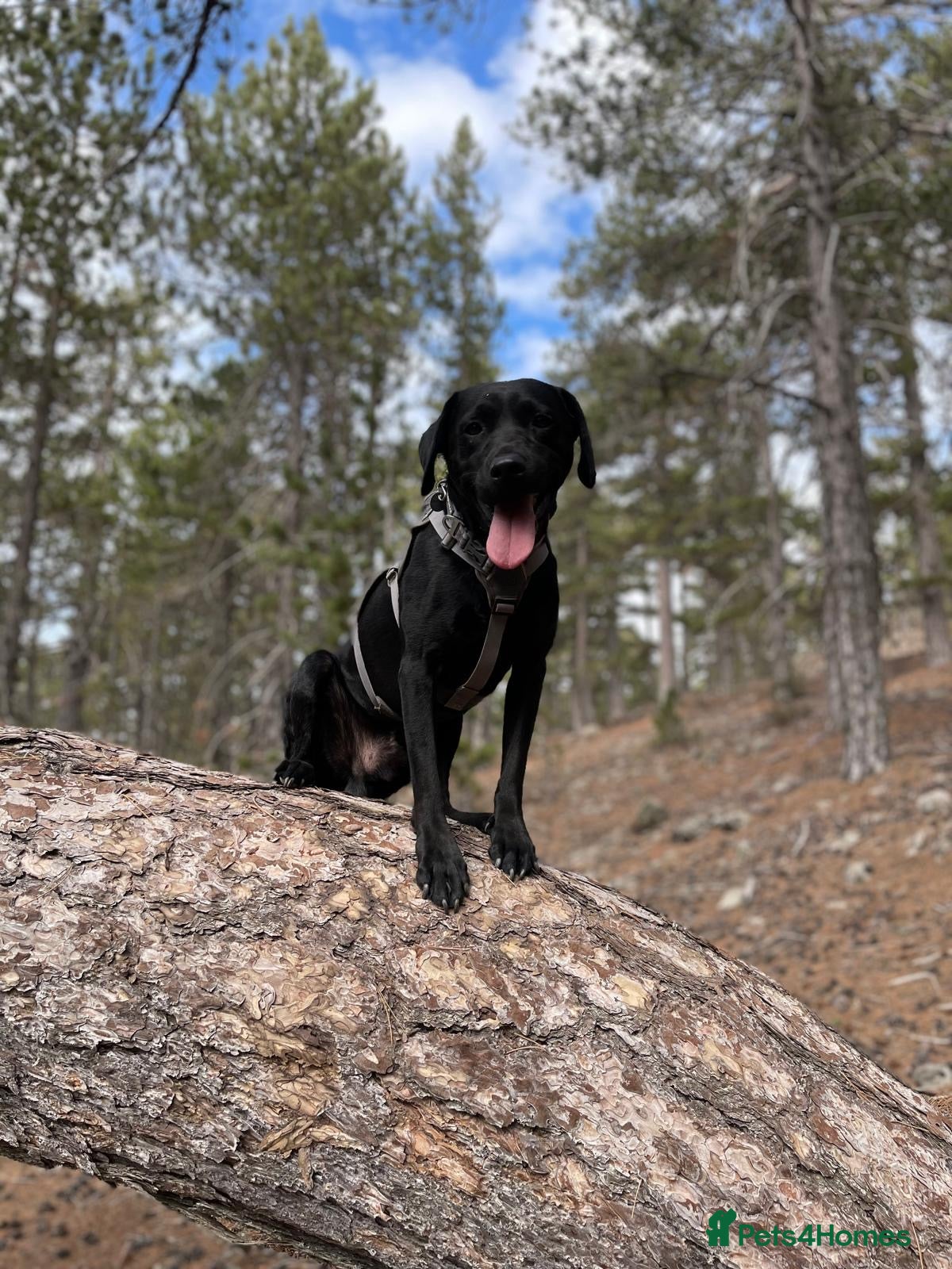 Labrador Retriever dogs Labrador Retriever Puppies – Family Raised - Advert 12