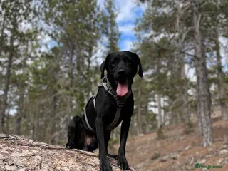 Labrador Retriever dogs Labrador Retriever Puppies – Family Raised - Advert 12