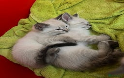 Ragdoll cats for sale: *Update- Only 1 left!* Gorgeous Ragdoll kittens!  - Image 23