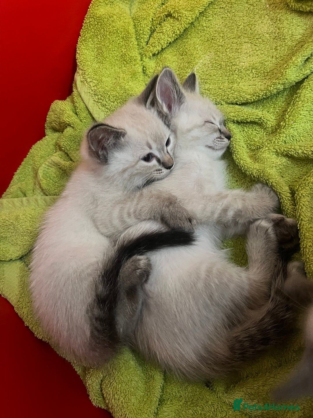 Ragdoll cats for sale: *Update- Only 1 left!* Gorgeous Ragdoll kittens!  - Image 23