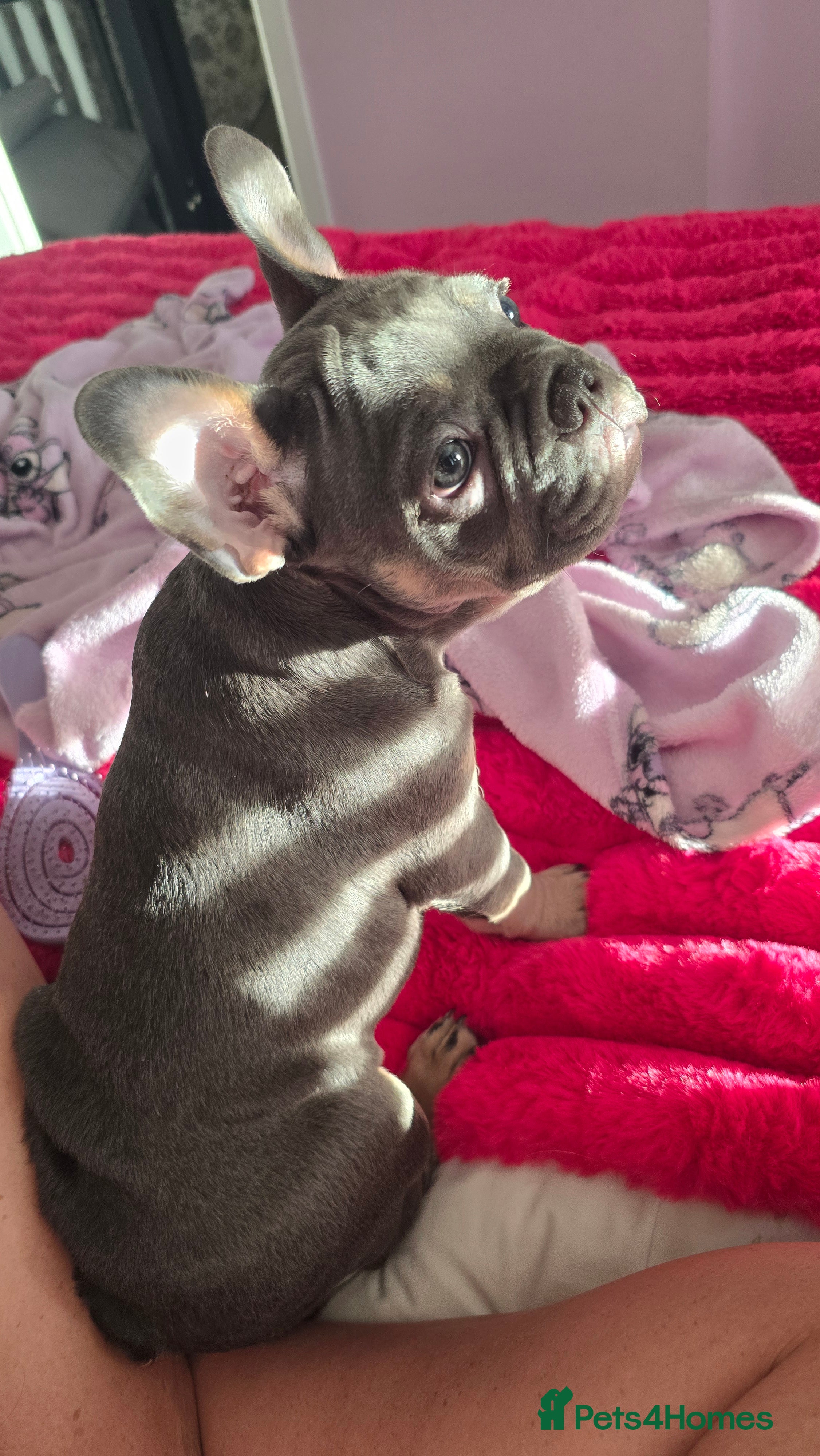 French Bulldog dogs for sale: 7 month old french bulldog girls 🩷 - Advert 8