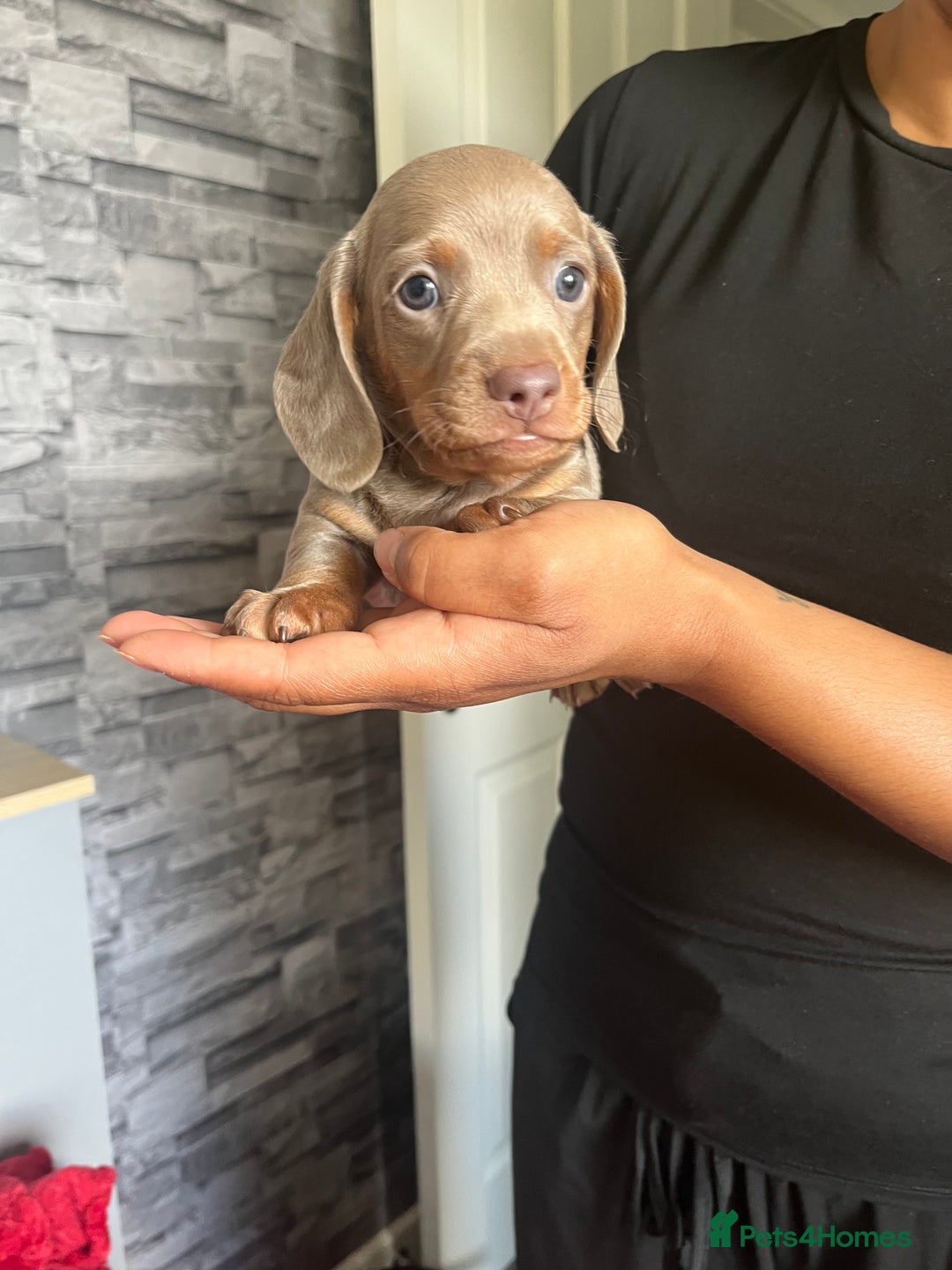 Miniature Dachshund dogs for sale: Beautiful miniature dachshund pups  - Image 9
