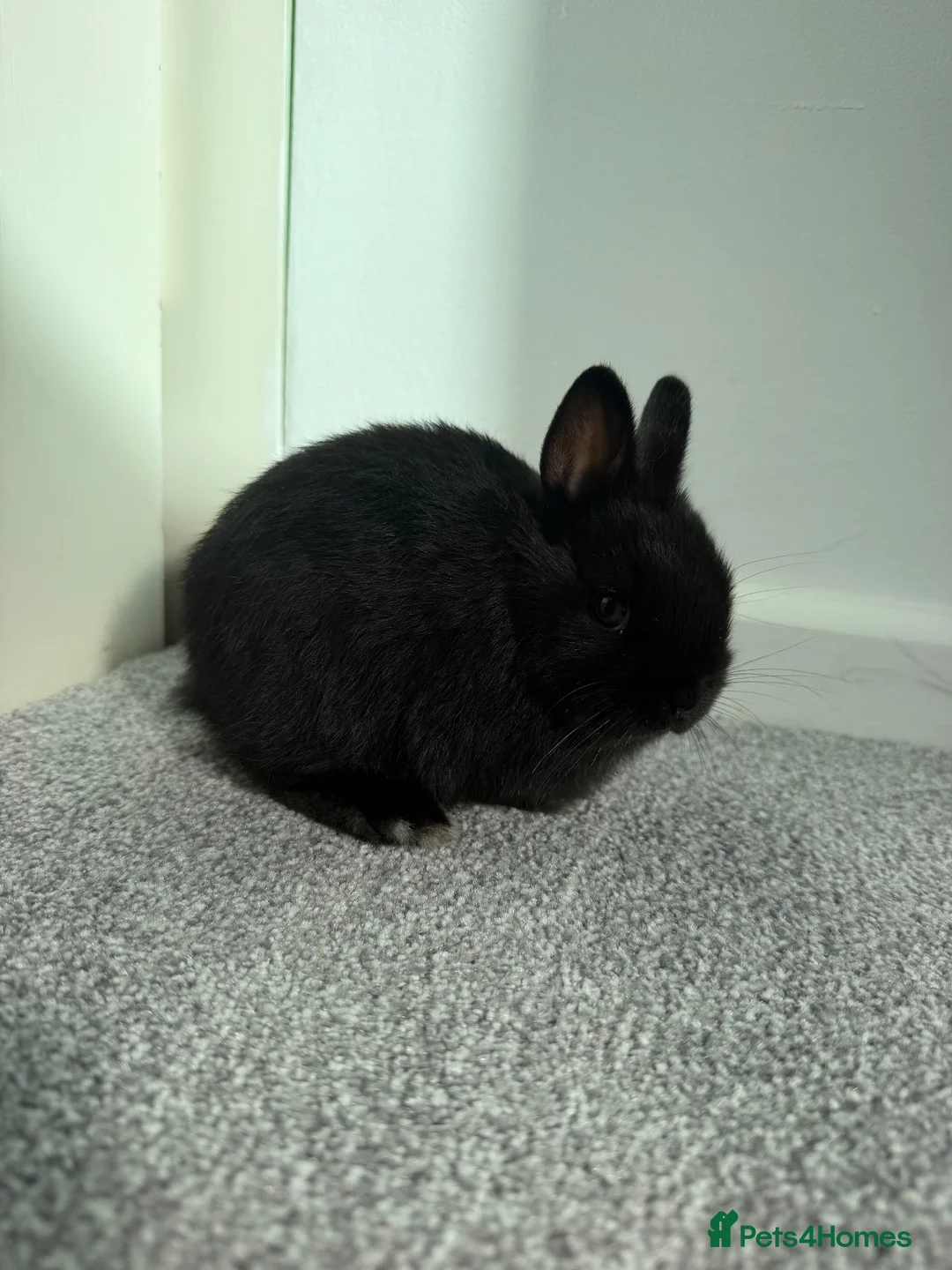 Netherland Dwarf rabbits for sale: Netherland dwarf bunny in Retford - Advert 7