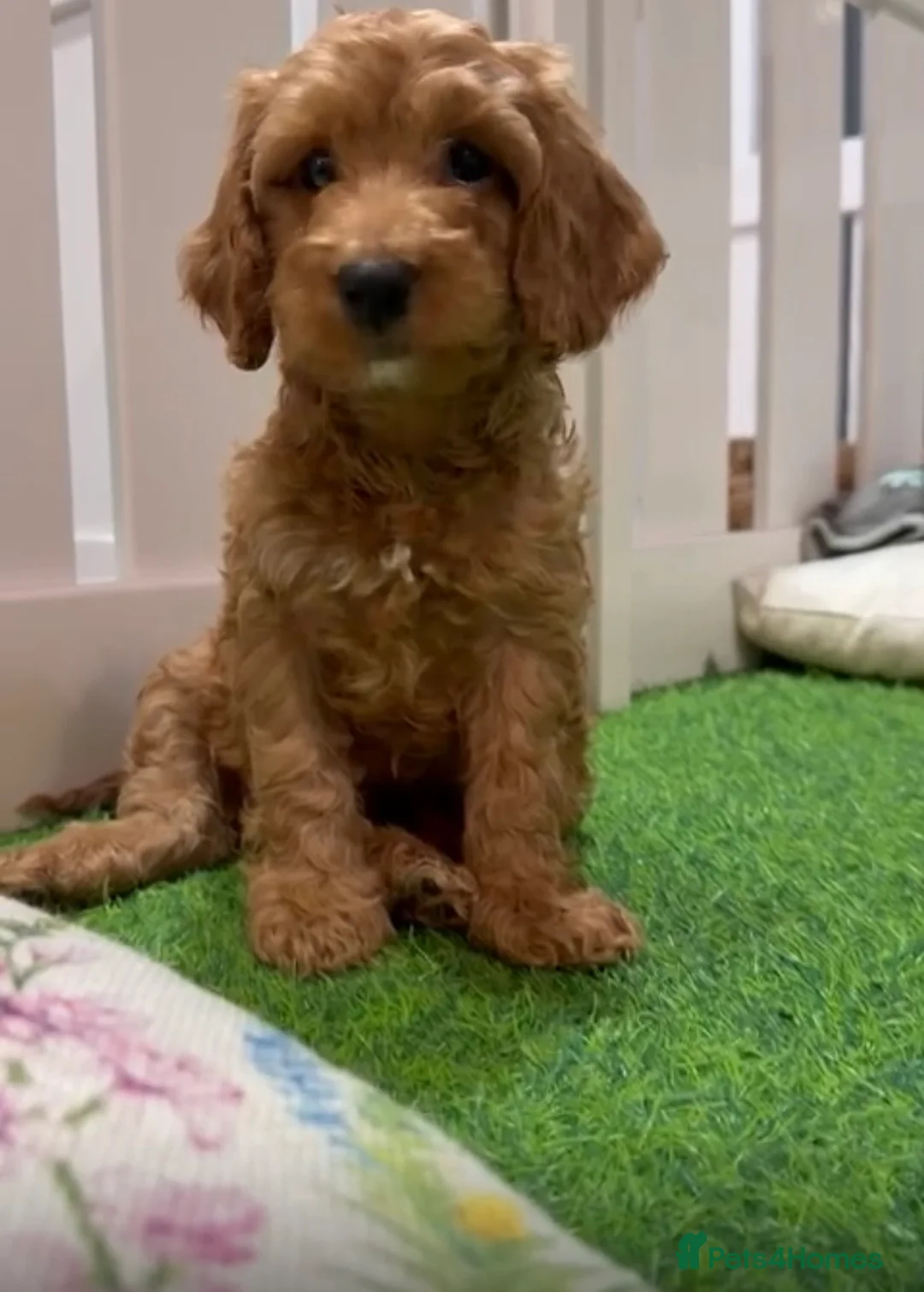 Cockapoo dogs for sale: Stunning 🐶 Cockapoo Puppies - Advert 6