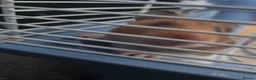 Hamster rodents for sale: Young Syrian hamster for sale - Advert 5