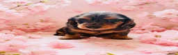 Miniature Dachshund dogs for sale: Quality Miniature Dachshund puppies - Advert 2