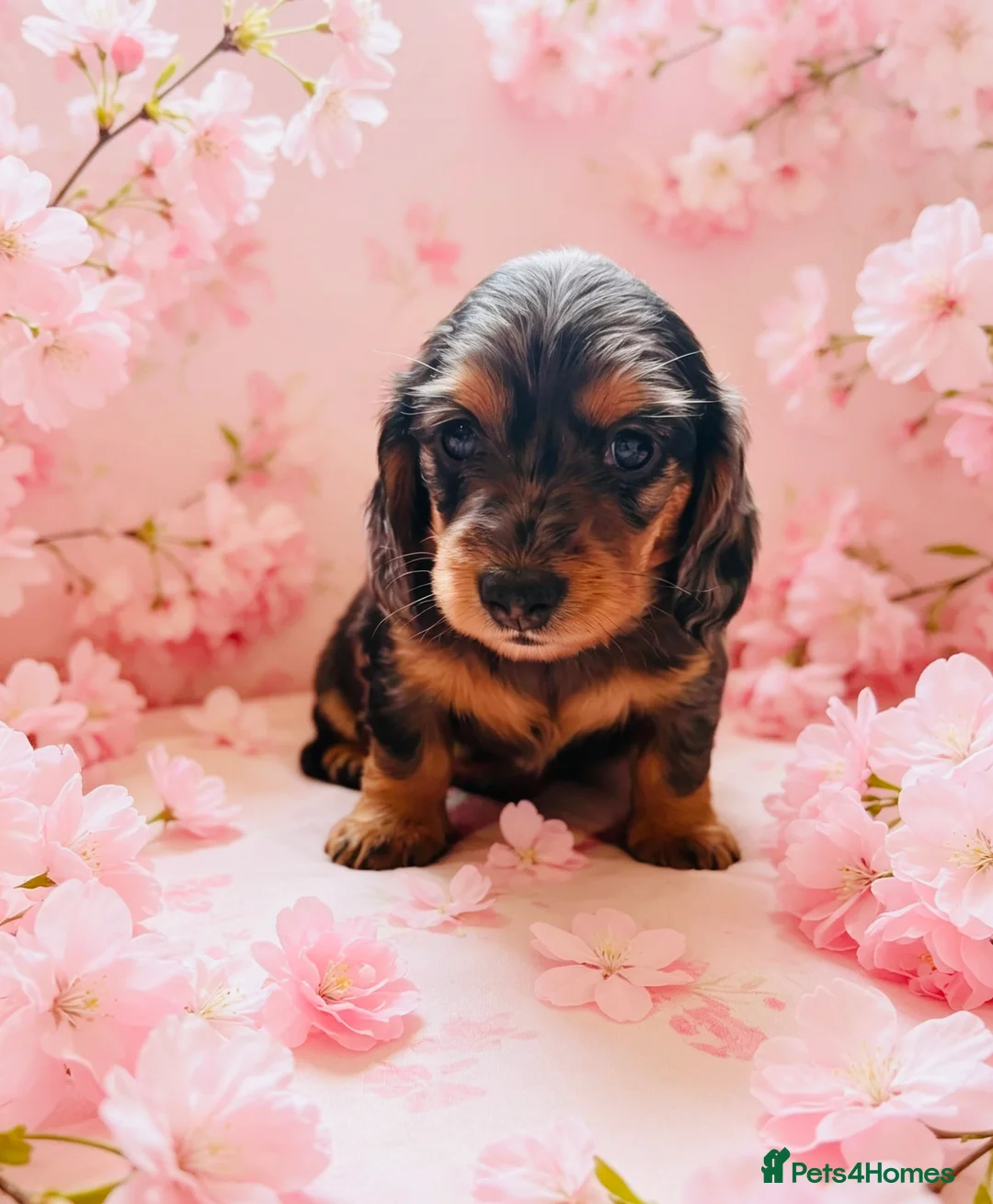 Miniature Dachshund dogs for sale: Quality Miniature Dachshund puppies - Advert 2