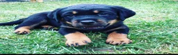 Rottweiler dogs for stud: MALE ROTTWEILER FOR STUD ONLY in Colchester - Advert 5