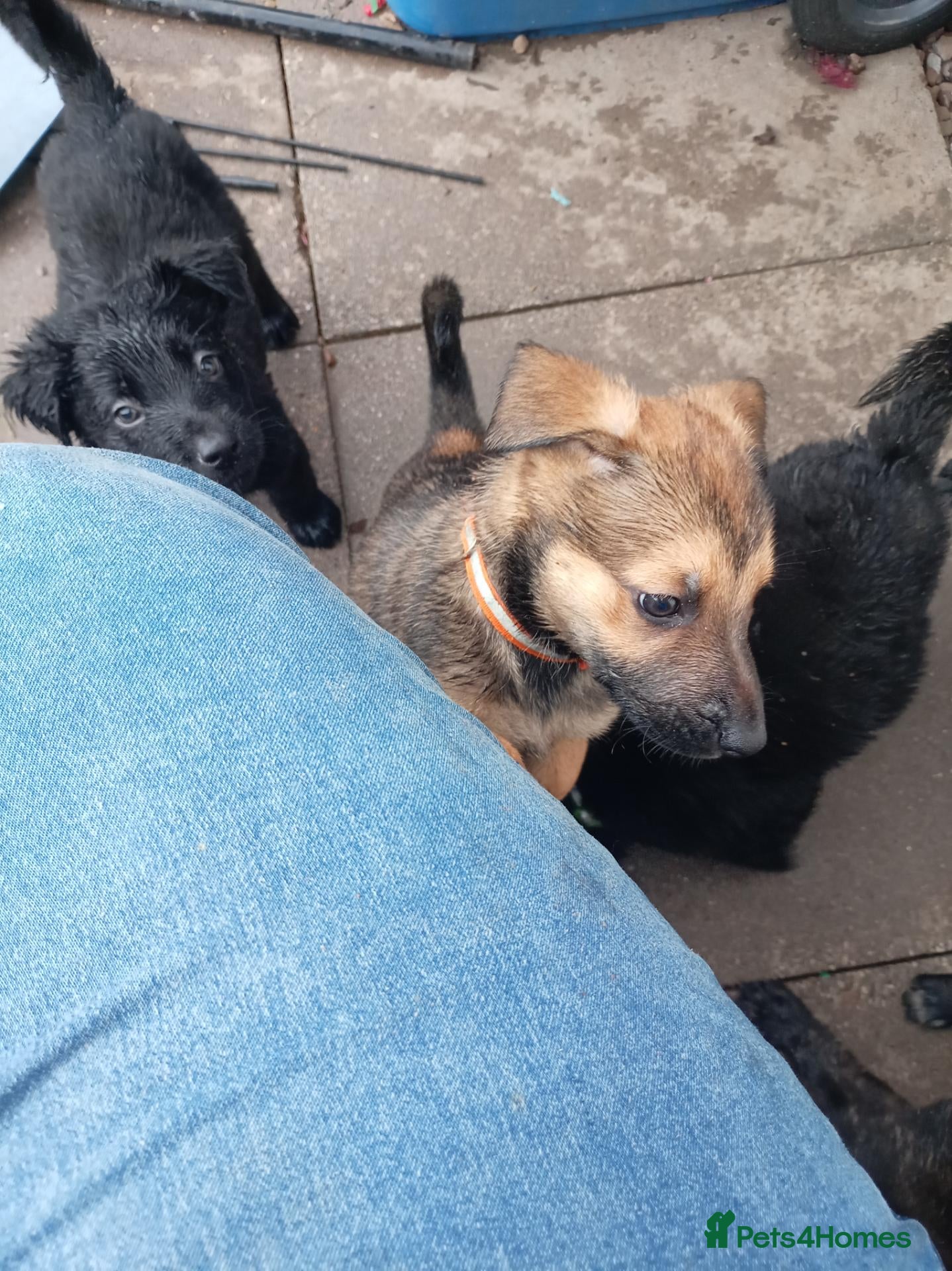 Mixed Breed dogs German Shepherd cross mali pups - Advert 5