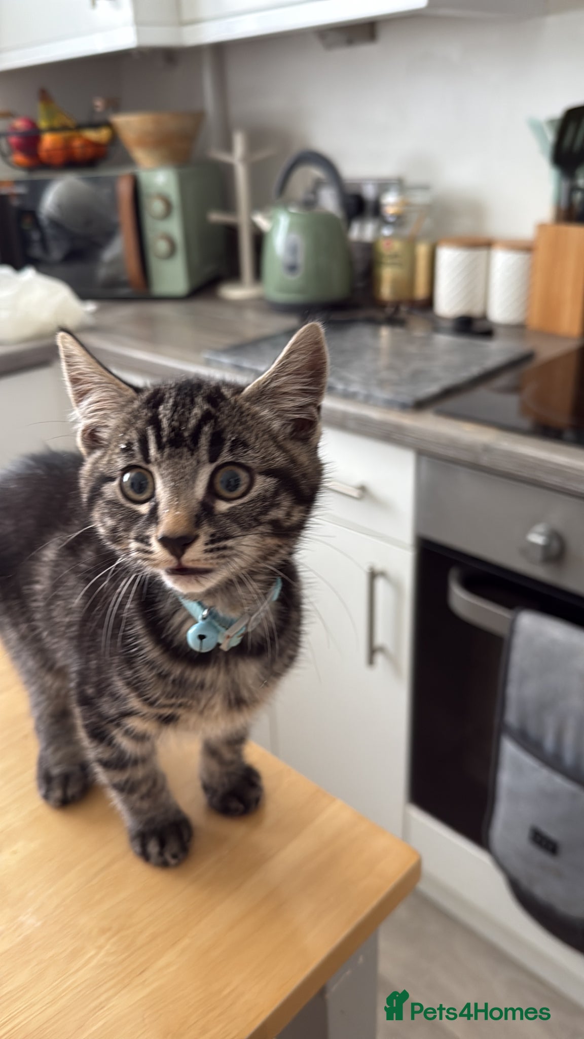 Mixed Breed cats Male tabby kitten for sale - Advert 5