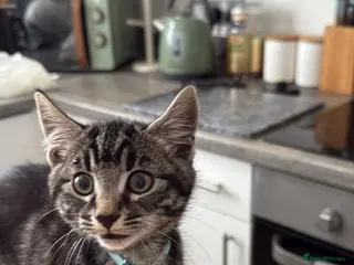 Mixed Breed cats Male tabby kitten for sale - Advert 3