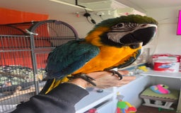 Macaws birds for sale: Baby hand reared macaw - Advert 1