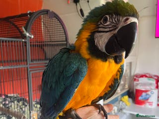 Macaws birds Baby hand reared macaw - Advert 9