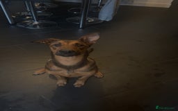 Mixed Breed dogs for sale: Friendly Active Girl  - Image 2