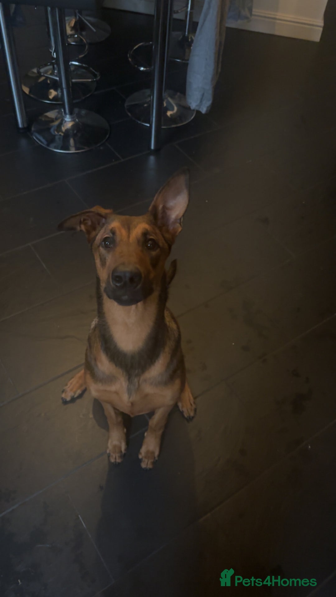 Mixed Breed dogs for sale: Friendly Active Girl  - Image 2