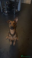 Mixed Breed dogs - Advert 7