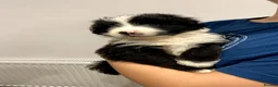 Mixed Breed dogs for sale: Adorable Bearded Collie X Border Collie puppies in Chesterfield - Advert 12