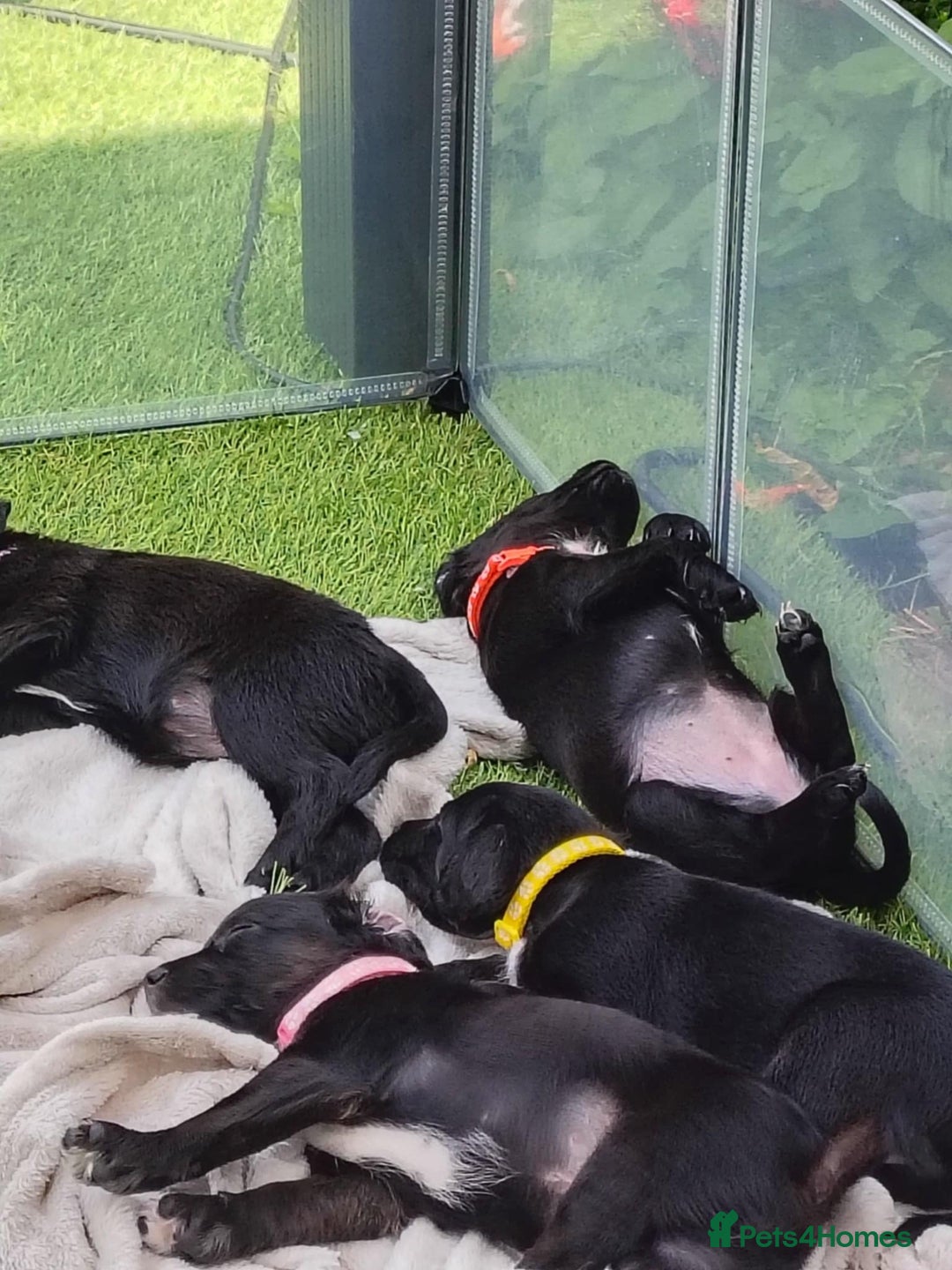 Mixed Breed dogs for sale: READY!! Sprocker jack pups + free bag in Hereford - Image 29