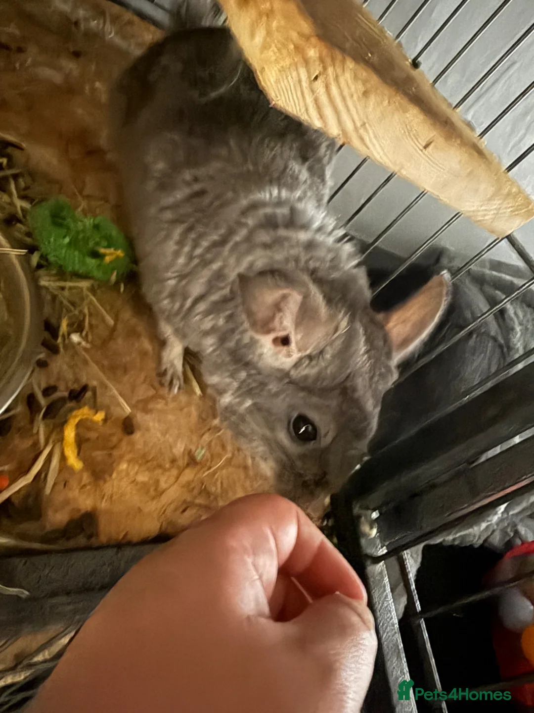Chinchilla rodents for sale: Female Chinchilla for sale in Stockport - Advert 2