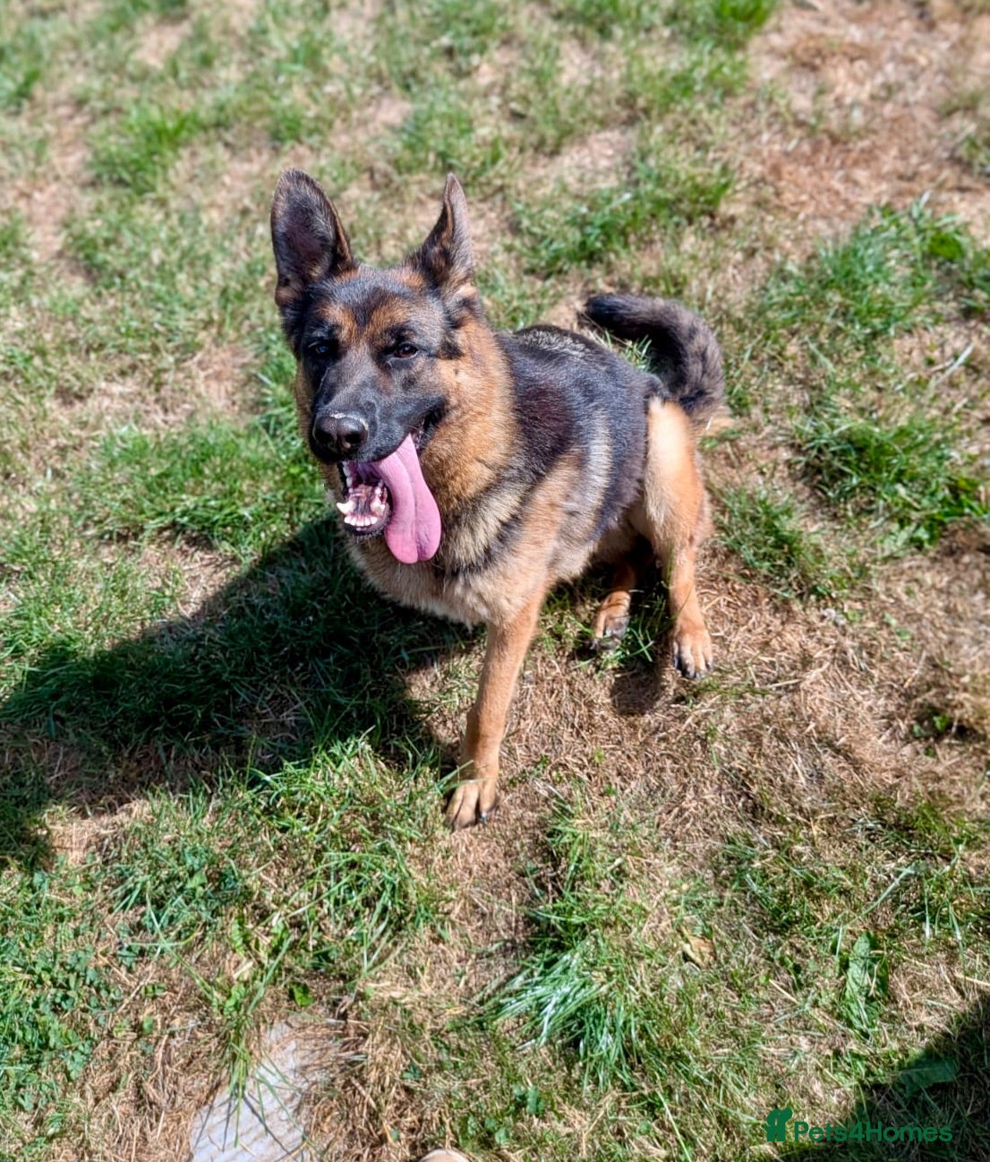 German Shepherd dogs Beautiful female German shepherd for sale - Advert 2