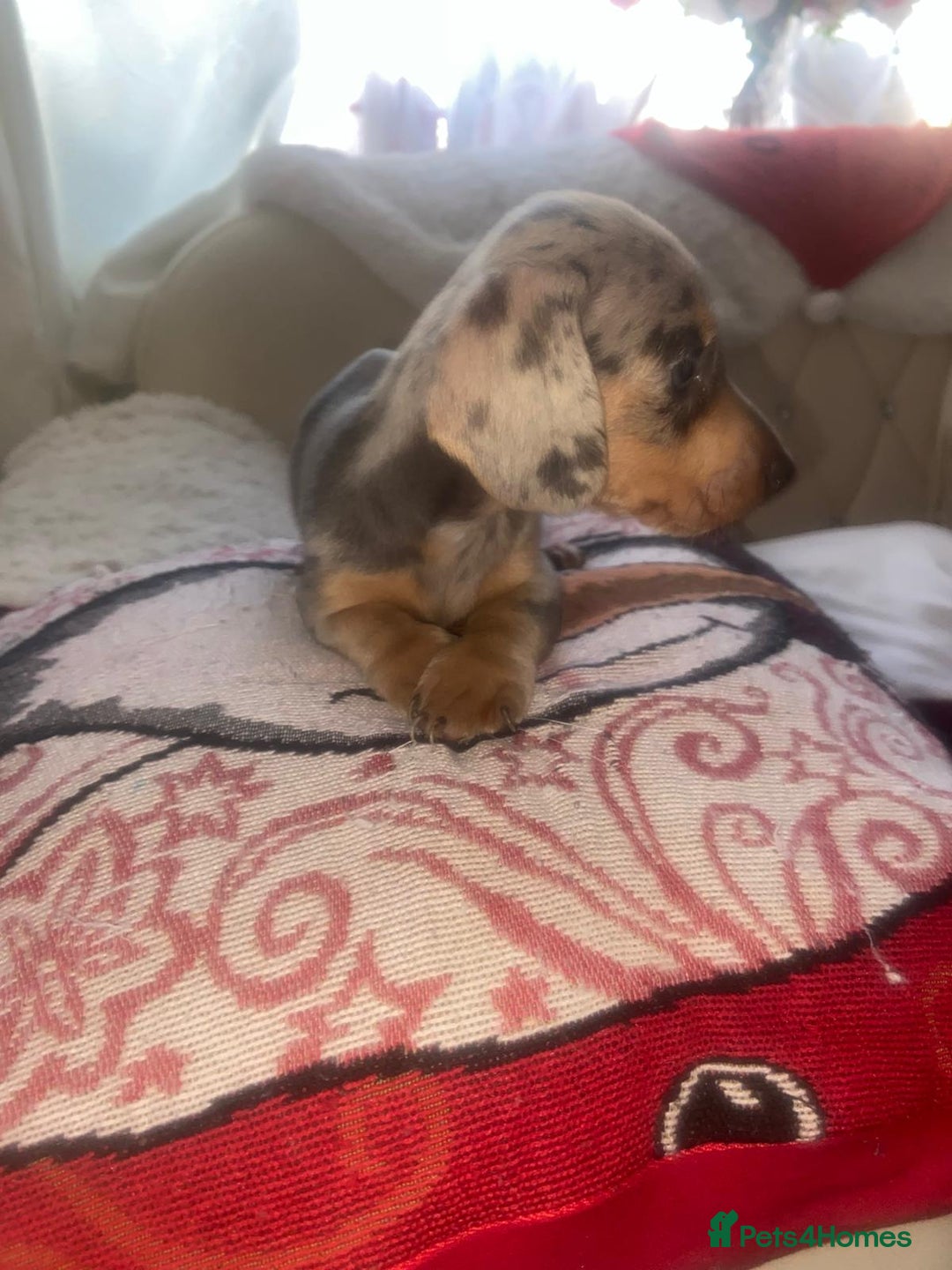 Dachshund dogs for sale: Dashound puppy  - Advert 6