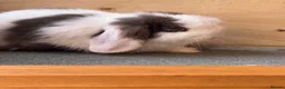 Mini Lop rabbits for sale: Adult Mini Lops - Advert 6
