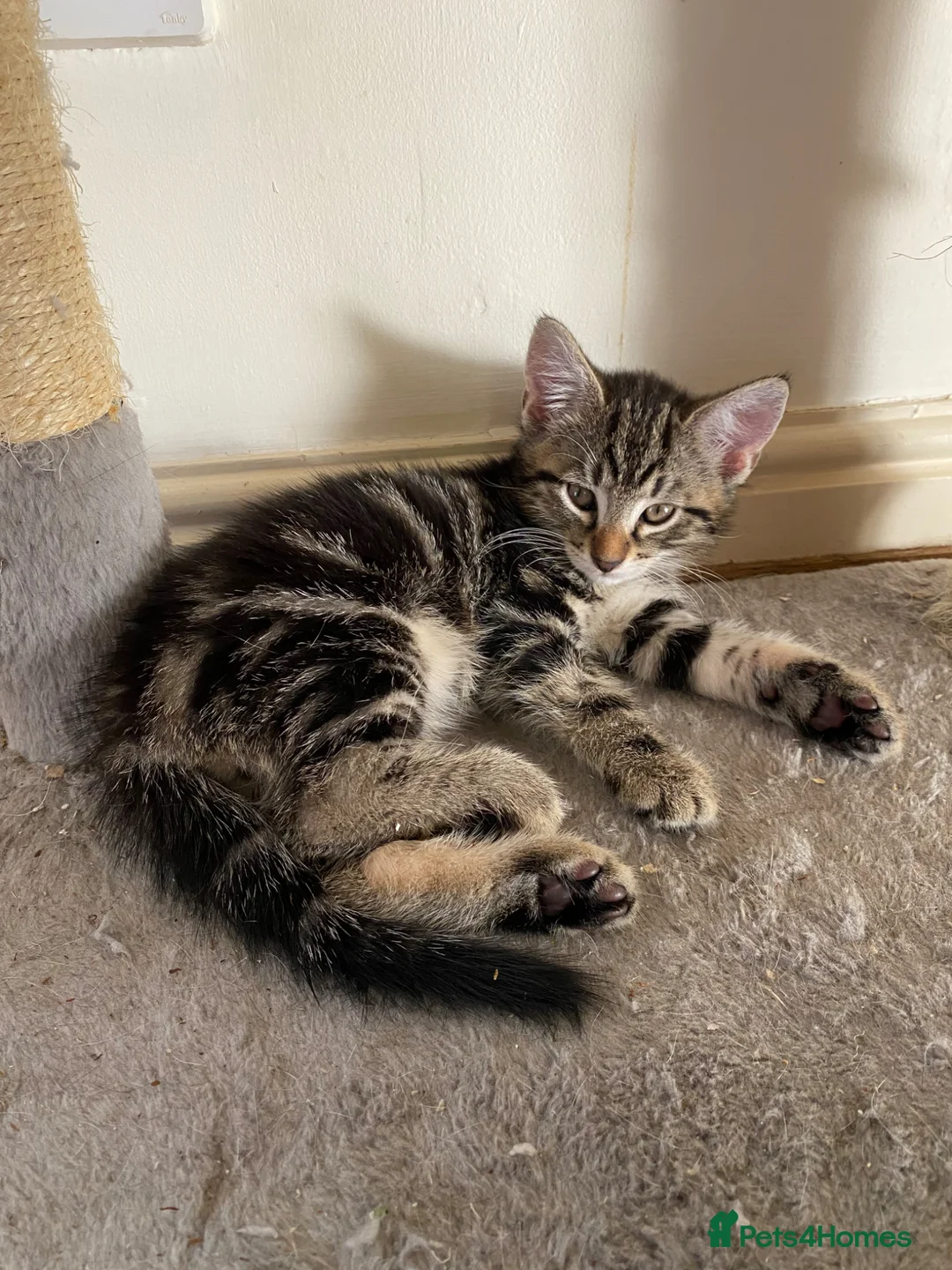 Mixed Breed cats for sale: Tabby Kitten (male, ready to go) - Advert 1